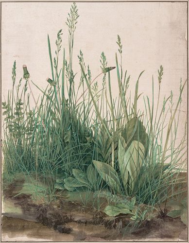 这是德国画家丢勒（Albrecht Dürer）的水粉/水彩习作《大块草地》（Great Piece of Turf），40.3 x 31.1 厘米，作于1503年。由于十六世纪还没有明确的水粉与水彩区别，所以被视为同一个画种，只是有的地方画得略厚，有的地方薄一点而已。尽管是习作，却画得非常真实、细腻。相比今天这个时代纸面浸得满是水渍或者到处飞舞笔触、还要靠猜测来了解所画内容的“半抽象”水粉或水彩写生，五百年前的绘画大师随便一幅习作就足以让人看清什么叫做“基本功”了。（来源：维基百科）