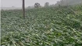 '台风暴雨侵袭　粮食成片倒伏'