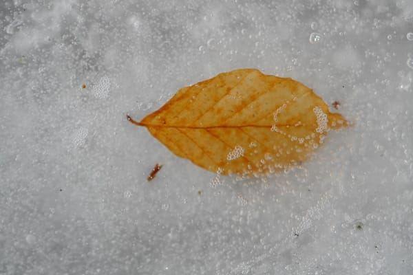 '唐代诗人元稹的《咏廿四气诗・立冬十月节》贴切地描写了立冬物候：“霜降向人寒，轻冰渌水漫。”（瑞士法轮功学员摄影作品）'